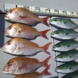 磯部釣船 直栄丸 釣果