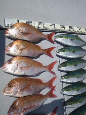 磯部釣船 直栄丸 釣果