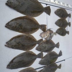 磯部釣船 直栄丸 釣果