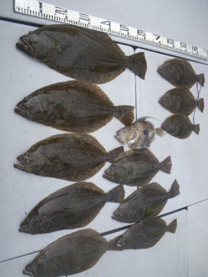 磯部釣船 直栄丸 釣果