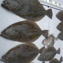 磯部釣船 直栄丸 釣果