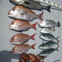 磯部釣船 直栄丸 釣果