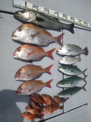 磯部釣船 直栄丸 釣果