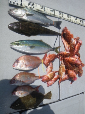 磯部釣船 直栄丸 釣果