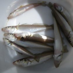 磯部釣船 直栄丸 釣果