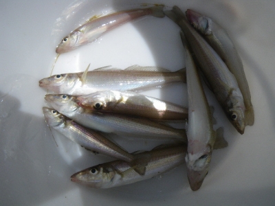 磯部釣船 直栄丸 釣果