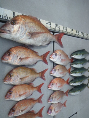 磯部釣船 直栄丸 釣果