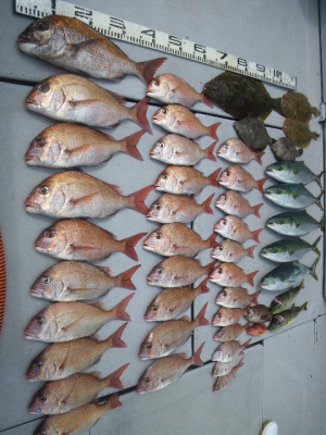 磯部釣船 直栄丸 釣果