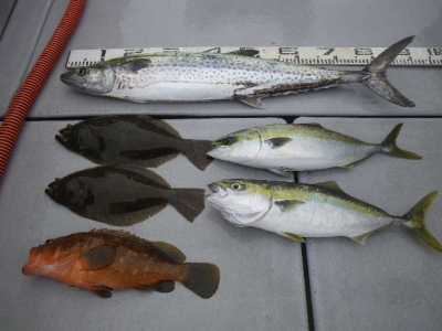 磯部釣船 直栄丸 釣果