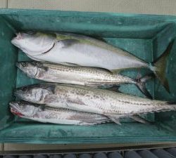 アジアマリンサービス 釣果