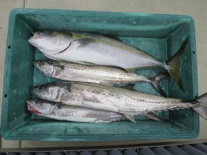 アジアマリンサービス 釣果