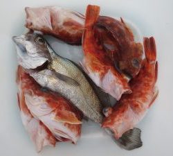 アジアマリンサービス 釣果