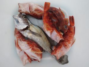 アジアマリンサービス 釣果