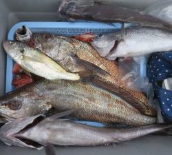 アジアマリンサービス 釣果