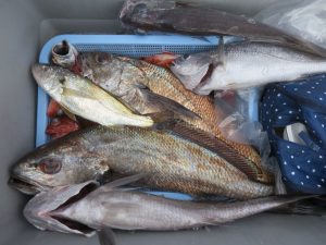 アジアマリンサービス 釣果