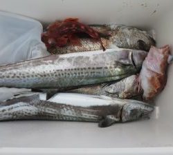 アジアマリンサービス 釣果