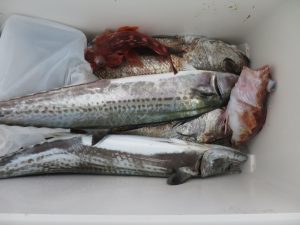 アジアマリンサービス 釣果