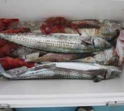 アジアマリンサービス 釣果