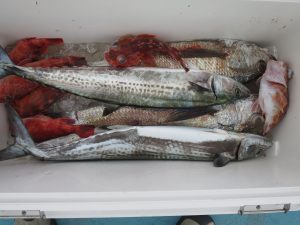 アジアマリンサービス 釣果