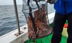 恵比寿丸(兵庫) 釣果