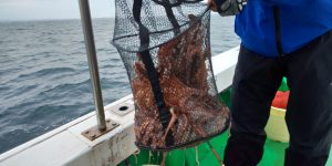 恵比寿丸(兵庫) 釣果