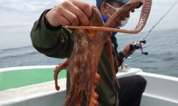 恵比寿丸(兵庫) 釣果