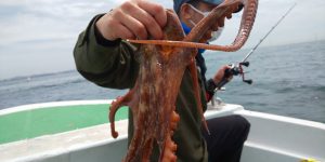 恵比寿丸(兵庫) 釣果