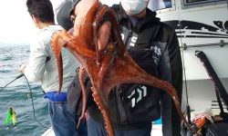 恵比寿丸(兵庫) 釣果