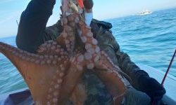 恵比寿丸(兵庫) 釣果