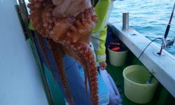 恵比寿丸(兵庫) 釣果