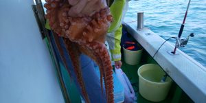 恵比寿丸(兵庫) 釣果