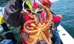 恵比寿丸(兵庫) 釣果