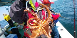 恵比寿丸(兵庫) 釣果