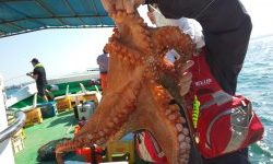 恵比寿丸(兵庫) 釣果