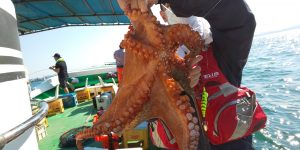 恵比寿丸(兵庫) 釣果