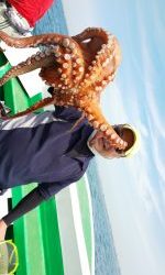 恵比寿丸(兵庫) 釣果