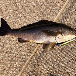 オーシャンズ 京都 釣果