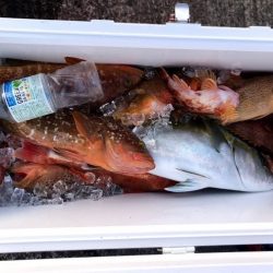 オーシャンズ 京都 釣果