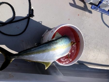 オーシャンズ 京都 釣果
