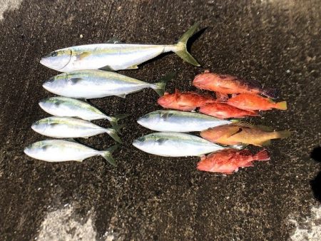 オーシャンズ　京都 釣果