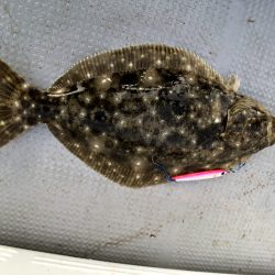 オーシャンズ 京都 釣果