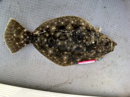 オーシャンズ 京都 釣果