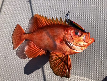 オーシャンズ 京都 釣果