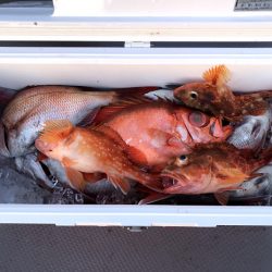 オーシャンズ 京都 釣果