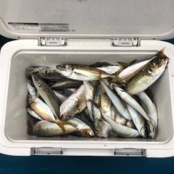 深川 吉野屋 釣果