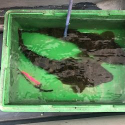 深川　吉野屋 釣果