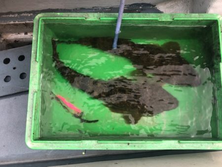 深川　吉野屋 釣果