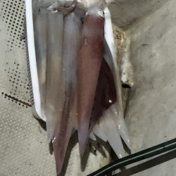 オーシャンズ　京都 釣果