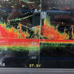 深川 吉野屋 釣果