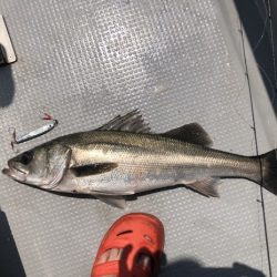 オーシャンズ 京都 釣果